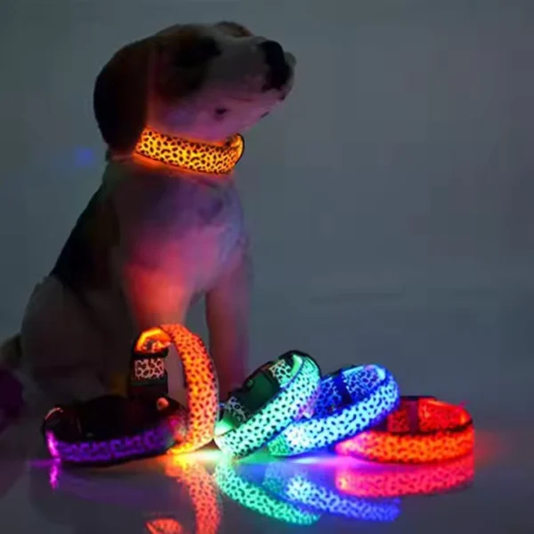 Dog wearing the glowing collar during a nighttime walk, illustrating enhanced visibility and safety
